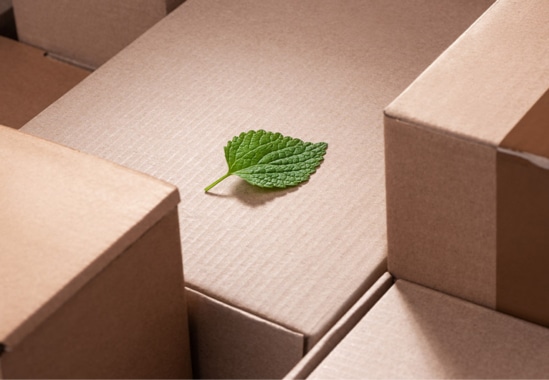 Empreinte carbone : feuille verte posée sur un carton